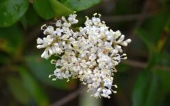 Waxleaf Ligustrum - 1 Gallon Pot -Home Bloom Garden ligustrum japonicum waxleaf privet 3