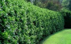 Waxleaf Ligustrum - 1 Gallon Pot -Home Bloom Garden ligustrum japonicum waxleaf privet 4