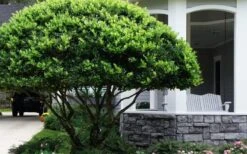 Waxleaf Ligustrum - 1 Gallon Pot -Home Bloom Garden ligustrum japonicum waxleaf privet 6
