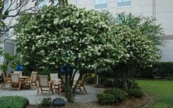 Waxleaf Ligustrum - 1 Gallon Pot -Home Bloom Garden ligustrum japonicum waxleaf privet 7