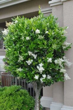 Waxleaf Ligustrum - 1 Gallon Pot -Home Bloom Garden ligustrum japonicum waxleaf privet 8