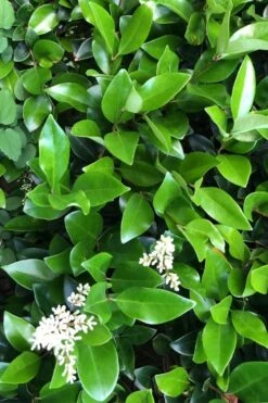 Waxleaf Ligustrum - 1 Gallon Pot -Home Bloom Garden ligustrum japonicum waxleaf privet 9