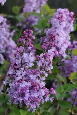 Scentara Double Blue Lilac - 3 Gallon Pot -Home Bloom Garden lilac scentara double blue 1