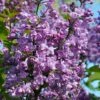 Scentara Double Blue Lilac - 3 Gallon Pot 1 Scentara Double Blue Lilac - 3 Gallon Pot -Home Bloom Garden lilac scentara double blue 2