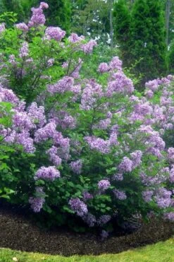 Scentara Double Blue Lilac - 3 Gallon Pot -Home Bloom Garden lilac scentara double blue 4