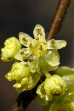 Spicebush (Lindera Benzoin) - 3 Gallon Pot -Home Bloom Garden lindera benzoin yellow spicebush 1