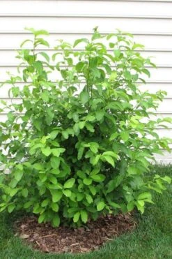 Spicebush (Lindera Benzoin) - 3 Gallon Pot -Home Bloom Garden lindera benzoin yellow spicebush 11