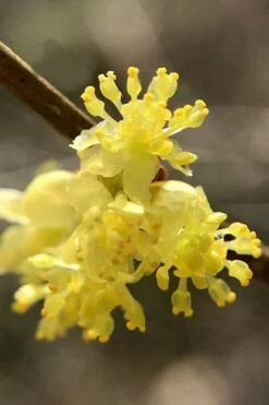 Spicebush (Lindera Benzoin) - 3 Gallon Pot -Home Bloom Garden lindera benzoin yellow spicebush 13