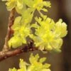 Spicebush (Lindera Benzoin) - 3 Gallon Pot -Home Bloom Garden lindera benzoin yellow spicebush 2