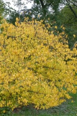 Spicebush (Lindera Benzoin) - 3 Gallon Pot -Home Bloom Garden lindera benzoin yellow spicebush 21