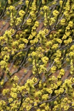Spicebush (Lindera Benzoin) - 3 Gallon Pot -Home Bloom Garden lindera benzoin yellow spicebush 22