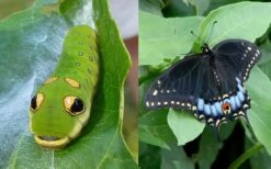 Spicebush (Lindera Benzoin) - 3 Gallon Pot -Home Bloom Garden lindera benzoin yellow spicebush 23