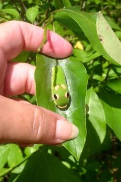 Spicebush (Lindera Benzoin) - 3 Gallon Pot -Home Bloom Garden lindera benzoin yellow spicebush 7