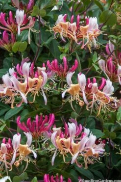 Serotina Fragrant Honeysuckle Vine - 1 Gallon Pot 14 Serotina Fragrant Honeysuckle Vine - 1 Gallon Pot -Home Bloom Garden lonicera periclymenum serotina fragrant honeysuckle vine 2