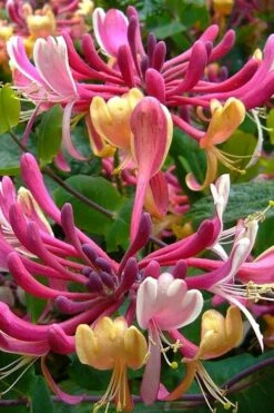 Serotina Fragrant Honeysuckle Vine - 1 Gallon Pot 15 Serotina Fragrant Honeysuckle Vine - 1 Gallon Pot -Home Bloom Garden lonicera periclymenum serotina fragrant honeysuckle vine 4