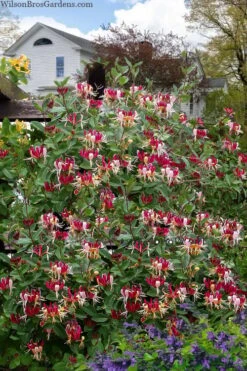 Serotina Fragrant Honeysuckle Vine - 1 Gallon Pot 12 Serotina Fragrant Honeysuckle Vine - 1 Gallon Pot -Home Bloom Garden lonicera periclymenum serotina fragrant honeysuckle vine 8