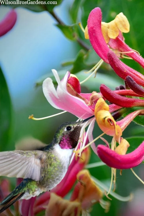 Serotina Fragrant Honeysuckle Vine - 1 Gallon Pot 7 Serotina Fragrant Honeysuckle Vine - 1 Gallon Pot - Image 5