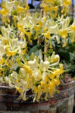 Scentsation Fragrant Yellow Honeysuckle - Lonicera Periclymenum - 3 Gallon Pot -Home Bloom Garden lonicera scentsation fragrant yellow honeysuckle 101