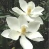 Alta Southern Magnolia - 3 Gallon Pot -Home Bloom Garden magnolia alta 3