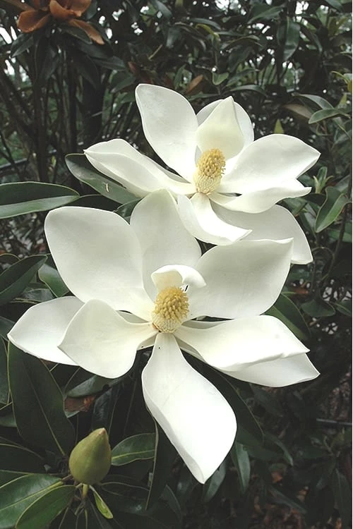 Alta Southern Magnolia - 3 Gallon Pot 3 Alta Southern Magnolia - 3 Gallon Pot