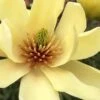 Butterflies Yellow Magnolia (Tulip Tree) - 7 Gallon Pot (6-7') -Home Bloom Garden magnolia butterflies yellow tulip tree 1