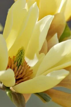 Butterflies Yellow Magnolia (Tulip Tree) - 7 Gallon Pot (6-7') -Home Bloom Garden magnolia butterflies yellow tulip tree 5