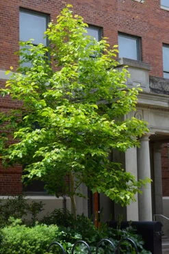 Butterflies Yellow Magnolia (Tulip Tree) - 7 Gallon Pot (6-7') -Home Bloom Garden magnolia butterflies yellow tulip tree 7