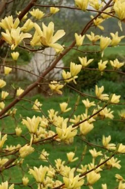 Butterflies Yellow Magnolia (Tulip Tree) - 7 Gallon Pot (6-7') -Home Bloom Garden magnolia butterflies yellow tulip tree 8
