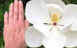 Edith Bogue Cold Hardy Evergreen Magnolia - 3 Gallon Pot (3-4') -Home Bloom Garden magnolia edith bogue 3