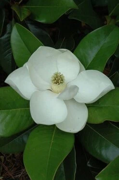 Edith Bogue Cold Hardy Evergreen Magnolia - 3 Gallon Pot (3-4') -Home Bloom Garden magnolia edith bogue 5