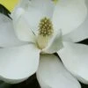 Edith Bogue Cold Hardy Evergreen Magnolia - 3 Gallon Pot (3-4') -Home Bloom Garden magnolia edith bogue 6