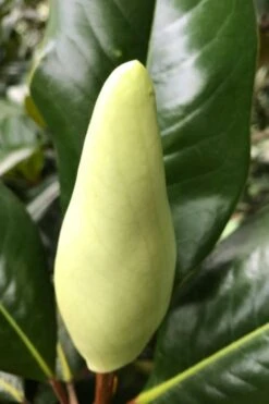 Edith Bogue Cold Hardy Evergreen Magnolia - 3 Gallon Pot (3-4') -Home Bloom Garden magnolia edith bogue bud 1