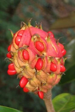 Victoria Cold Hardy Evergreen Magnolia - 7 Gallon Pot (3-4') -Home Bloom Garden magnolia edith bogue fruit 1 1