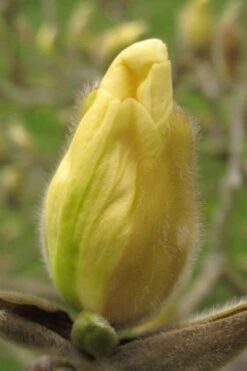 Elizabeth Magnolia (Tulip Tree) - 5 Gallon Pot -Home Bloom Garden magnolia elizabeth 10
