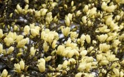 Elizabeth Magnolia (Tulip Tree) - 5 Gallon Pot -Home Bloom Garden magnolia elizabeth 15