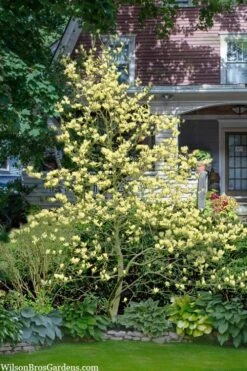 Elizabeth Magnolia (Tulip Tree) - 5 Gallon Pot -Home Bloom Garden magnolia elizabeth 16