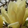 Elizabeth Magnolia (Tulip Tree) - 5 Gallon Pot -Home Bloom Garden magnolia elizabeth 17