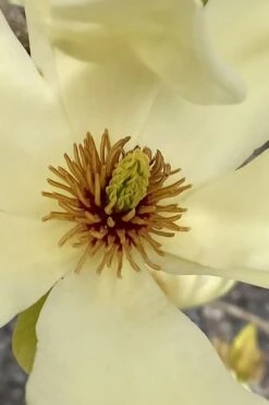Elizabeth Magnolia (Tulip Tree) - 5 Gallon Pot -Home Bloom Garden magnolia elizabeth 6