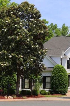 Southern Magnolia Tree (Single Trunk Tree Form) - 5 Gallon Pot -Home Bloom Garden magnolia grandiflora single trunk southern magnolia tree 1