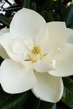Southern Magnolia Tree - 5 Gallon Pot -Home Bloom Garden magnolia grandiflora southern magnolia 1
