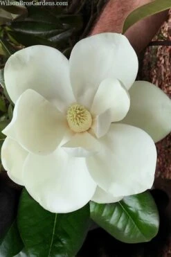 Southern Magnolia Tree (Single Trunk Tree Form) - 5 Gallon Pot -Home Bloom Garden magnolia grandiflora southern magnolia 2 1