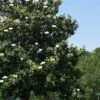 Southern Magnolia Tree (Single Trunk Tree Form) - 5 Gallon Pot -Home Bloom Garden magnolia grandiflora southern magnolia tree form 2