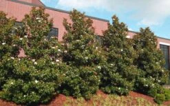 Kay Parris Southern Magnolia - 7 Gallon Pot (5-6') -Home Bloom Garden magnolia little gem 11 2