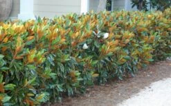 Little Gem Dwarf Southern Magnolia - 7 Gallon Pot (3-4') -Home Bloom Garden magnolia little gem 12