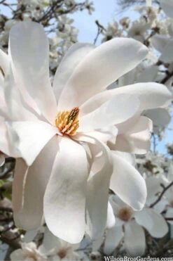 Dr. Merrill Magnolia Tree - 7 Gallon Pot (6-7') -Home Bloom Garden magnolia loebneri dr merrill 10