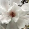 Dr. Merrill Magnolia Tree - 7 Gallon Pot (6-7') -Home Bloom Garden magnolia loebneri dr merrill 11