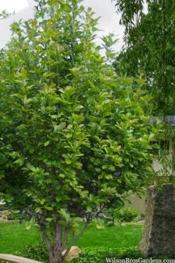Dr. Merrill Magnolia Tree - 7 Gallon Pot (6-7') -Home Bloom Garden magnolia loebneri dr merrill 12