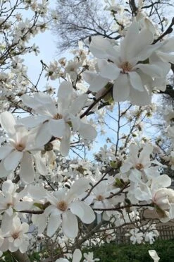 Dr. Merrill Magnolia Tree - 7 Gallon Pot (6-7') -Home Bloom Garden magnolia loebneri dr merrill 2