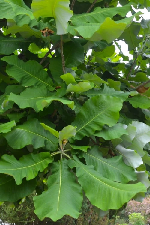 Ashe's Dwarf Bigleaf Magnolia - 7 Gallon Pot 9 Ashe's Dwarf Bigleaf Magnolia - 7 Gallon Pot - Image 7