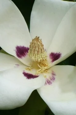 Ashe's Dwarf Bigleaf Magnolia - 7 Gallon Pot 13 Ashe's Dwarf Bigleaf Magnolia - 7 Gallon Pot -Home Bloom Garden magnolia macrophylla ashei dwarf bigleaf 4